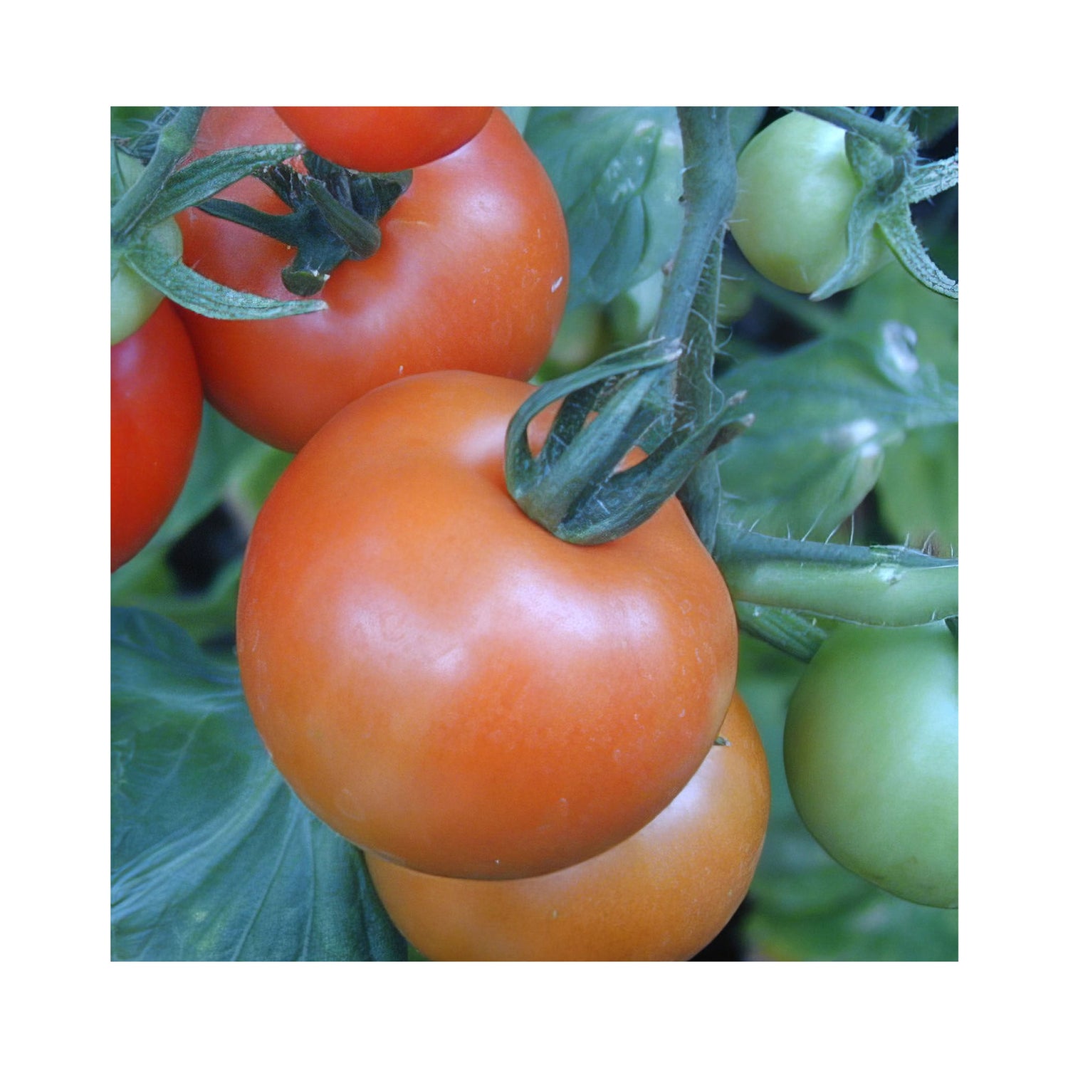 Medium sized tomato growing on a plant. Mid red in colour