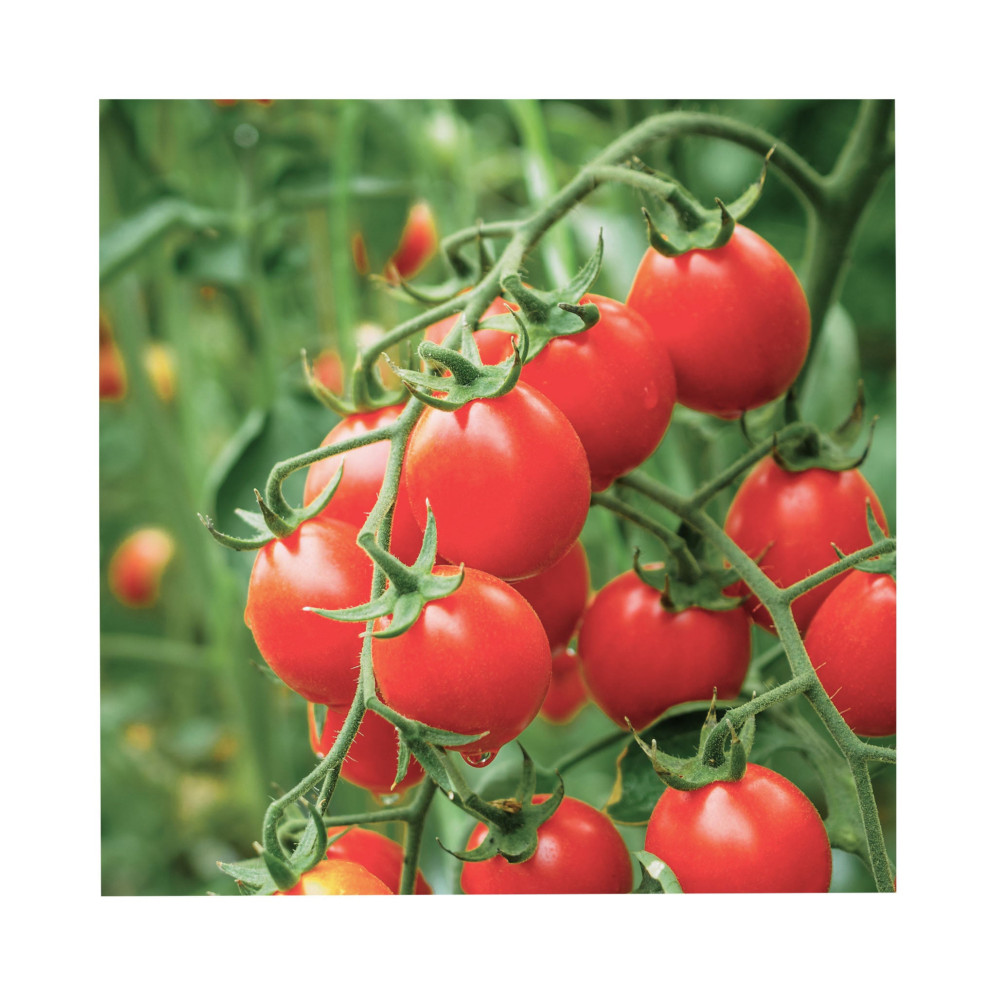 deep ref tomato fruit growing on a deep green vine