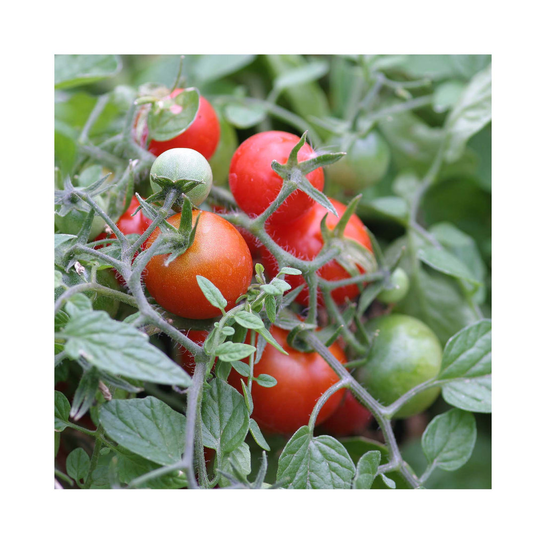 hanging basket cherry tomato with red fruit