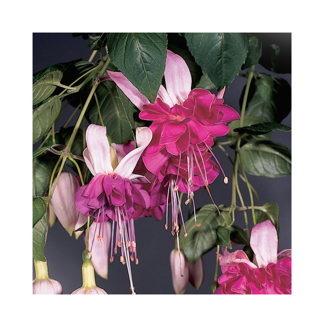 Trailing Fuchsia Bella Rosella