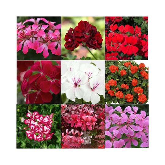 Pelargonium (Trailing Ivy Geranium) plug plants 10 mixed plants. Amazing value, well rooted.
