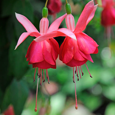 Pink and magenta flowers of trailing fuchsia plant