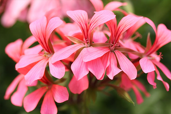 Rose pink flowers of a trailing geranium