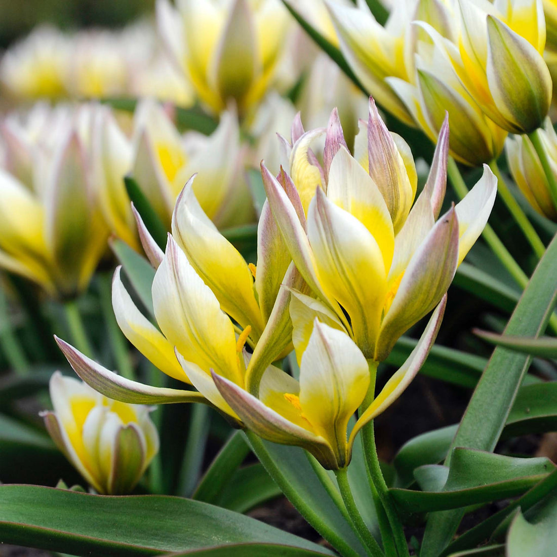 Tulip species Tarda