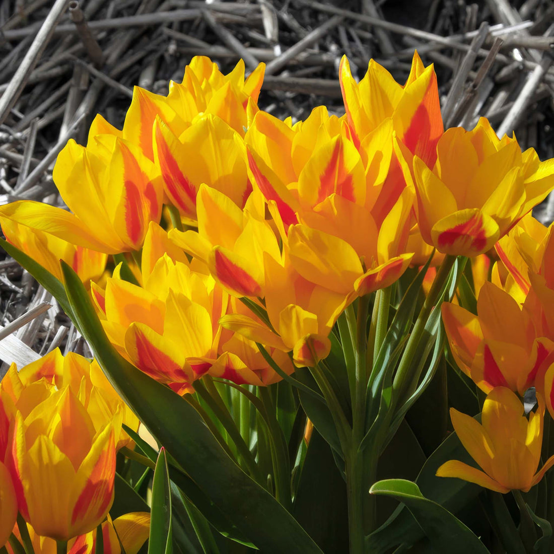 Tulip Species Heweri