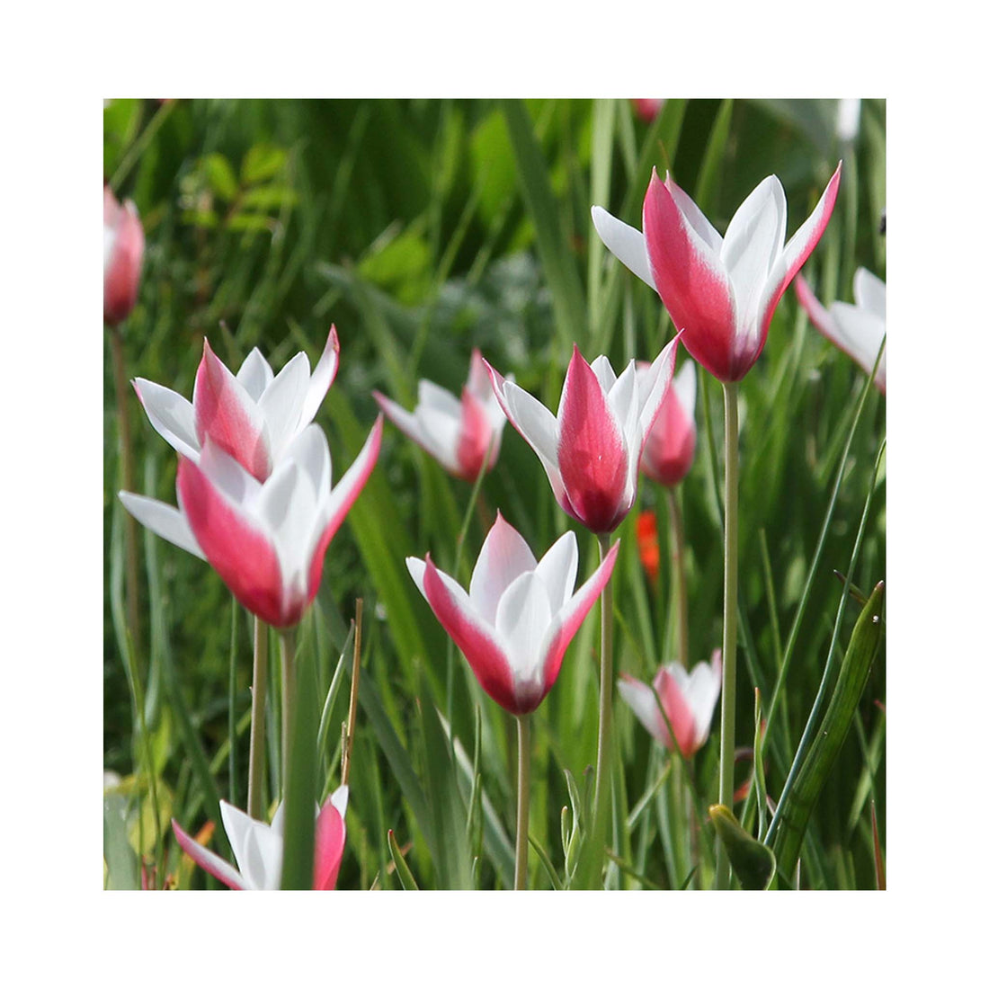 Tulip Species Peppermint Stick