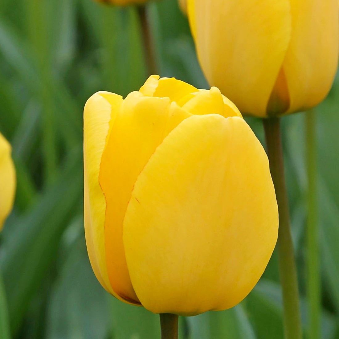 Tulip Darwin Golden Oxford