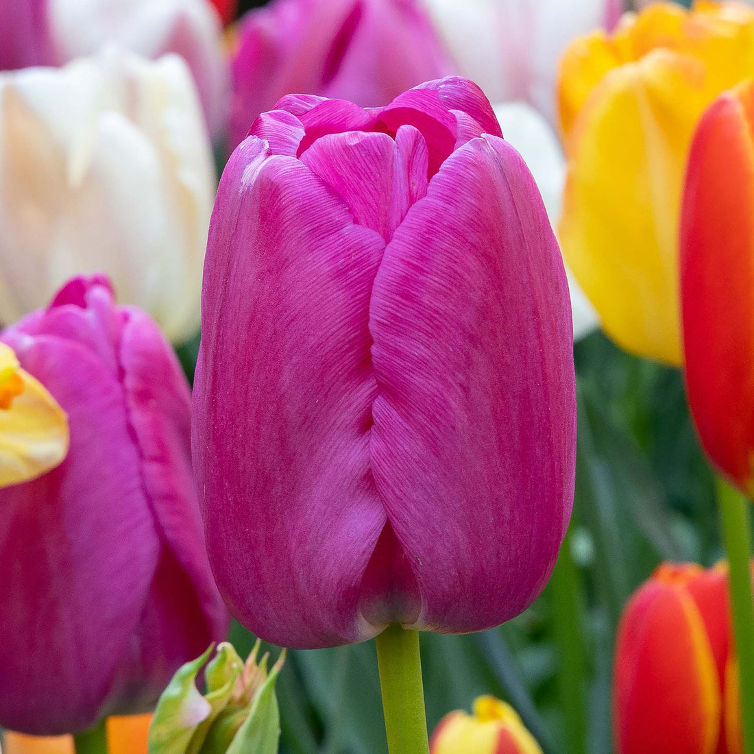 Tulip Darwin Purple Pride