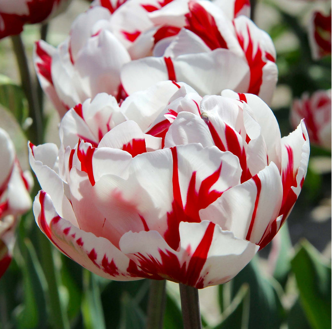 Tulip Double Late Carnaval de Nice