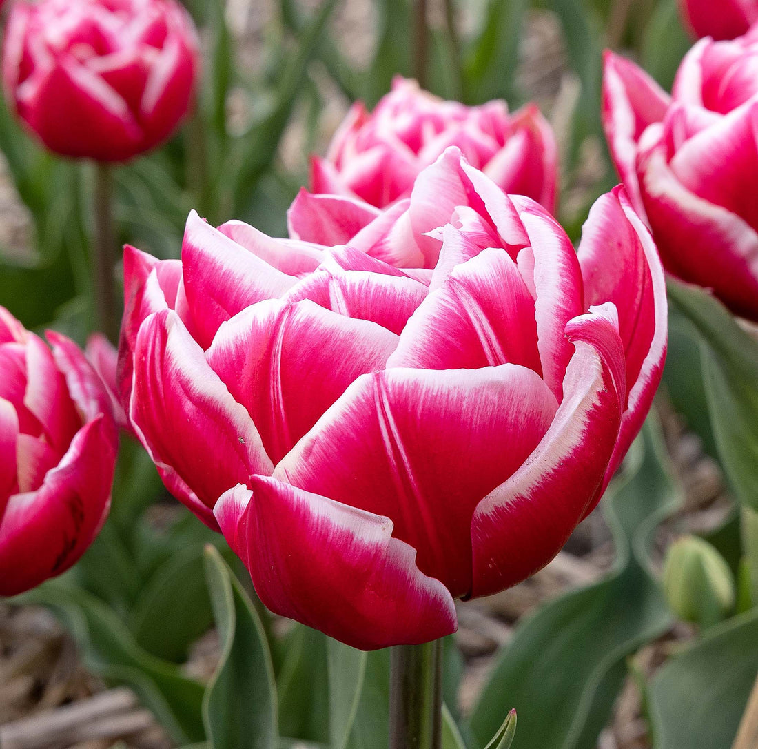 Tulip Double Early Columbus