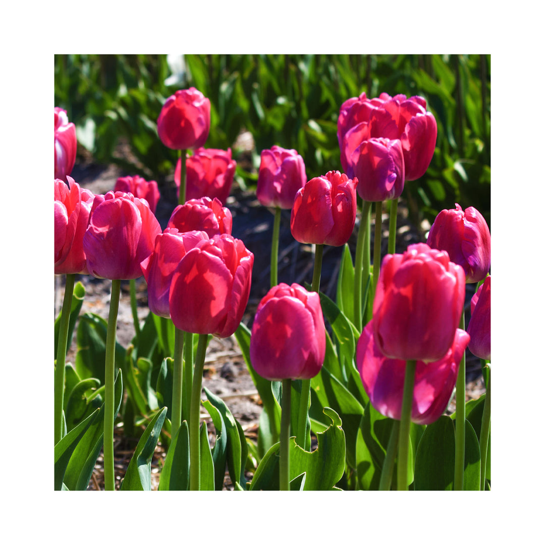 Purple Passion Bulb Collection
