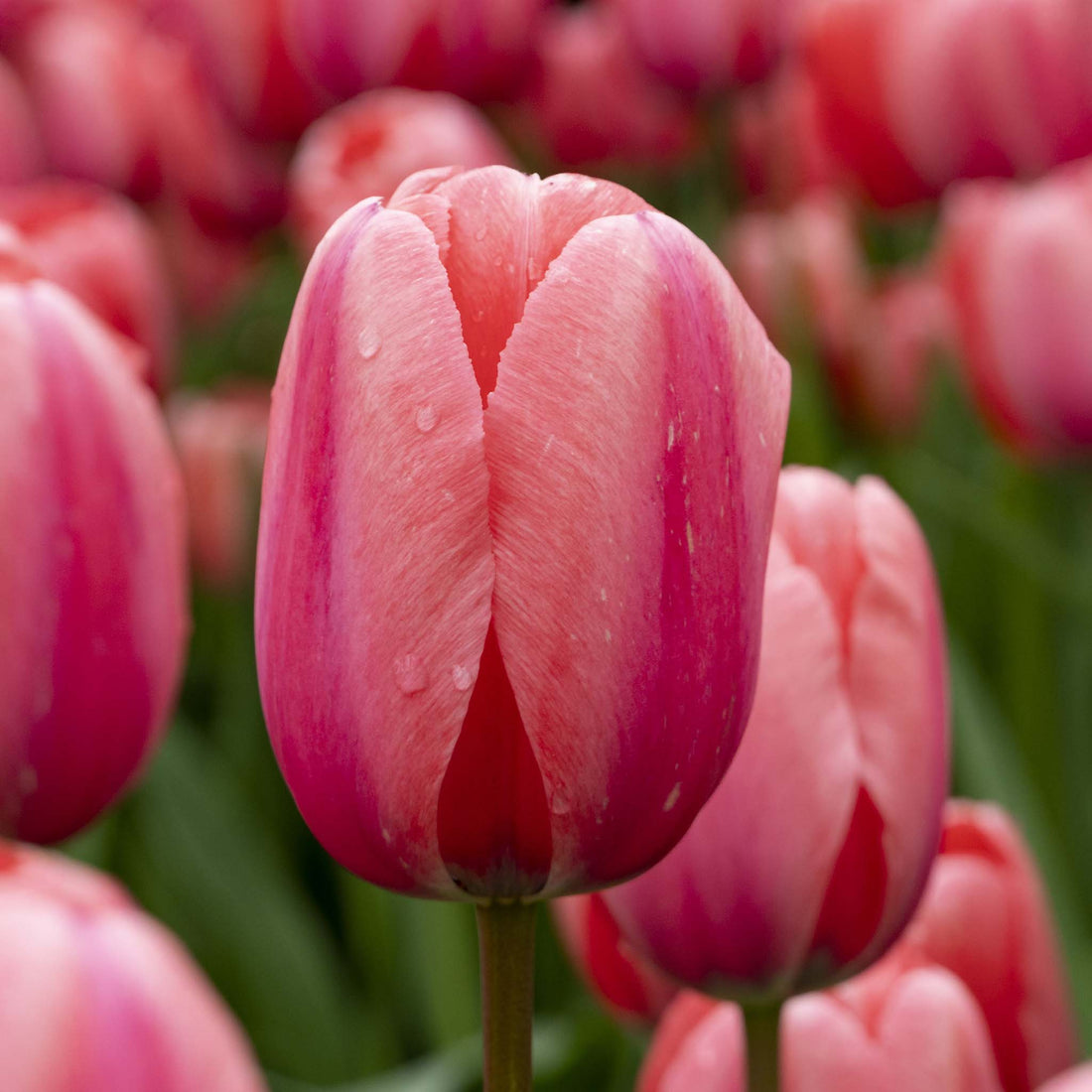 Tulip Darwin Design Impresion