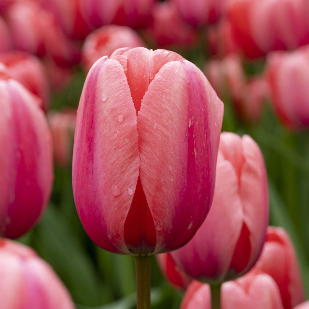Tulip Darwin Design Impresion