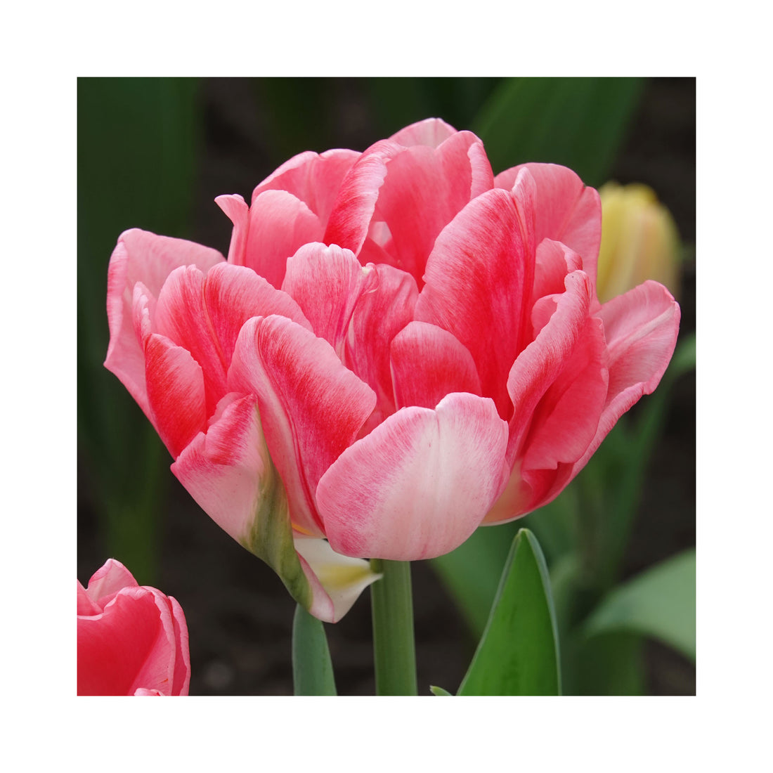 Tulip Double Early Foxtrot