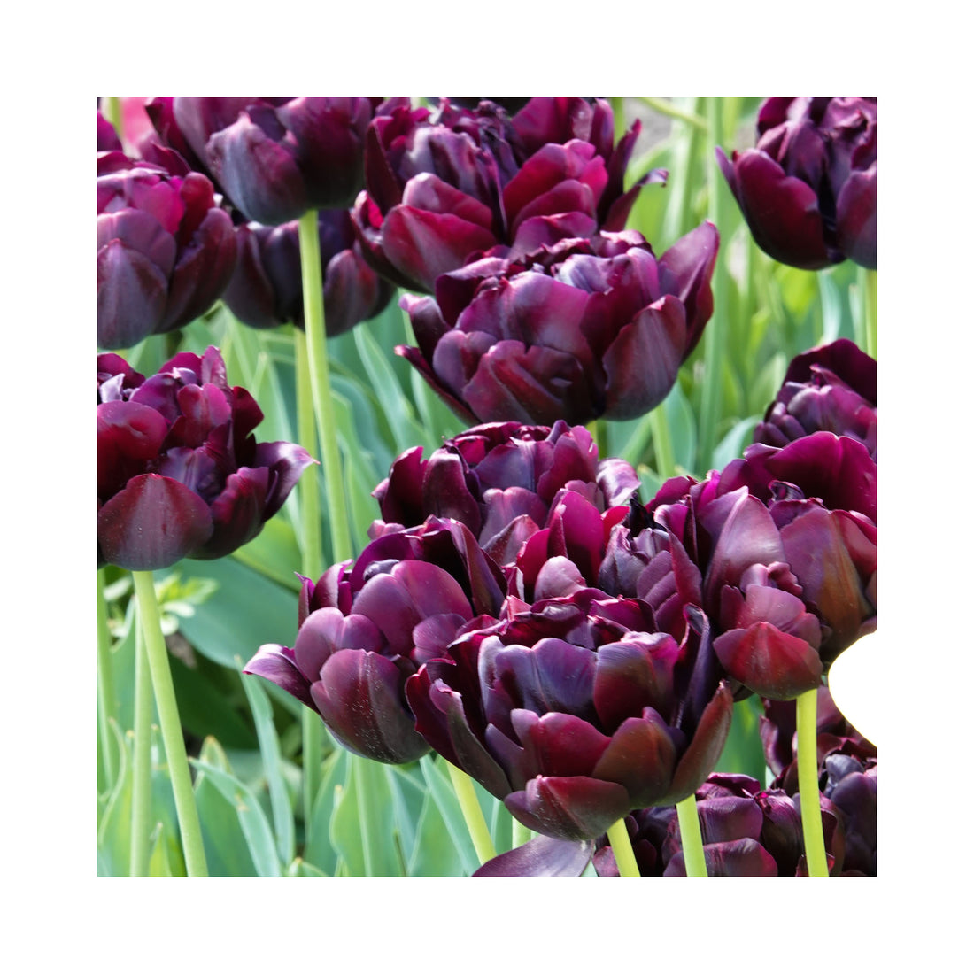 Tulip Double Late Black Hero