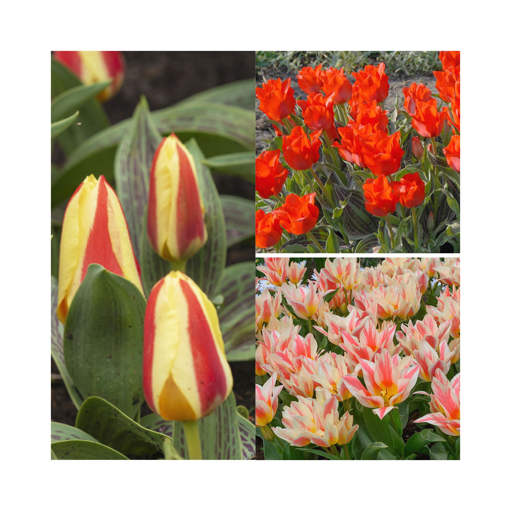 Tulip Dwarf Collection