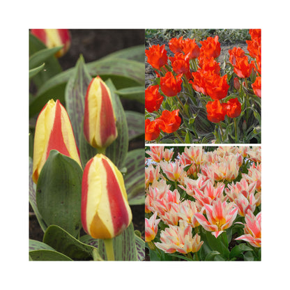 Tulip Dwarf Collection