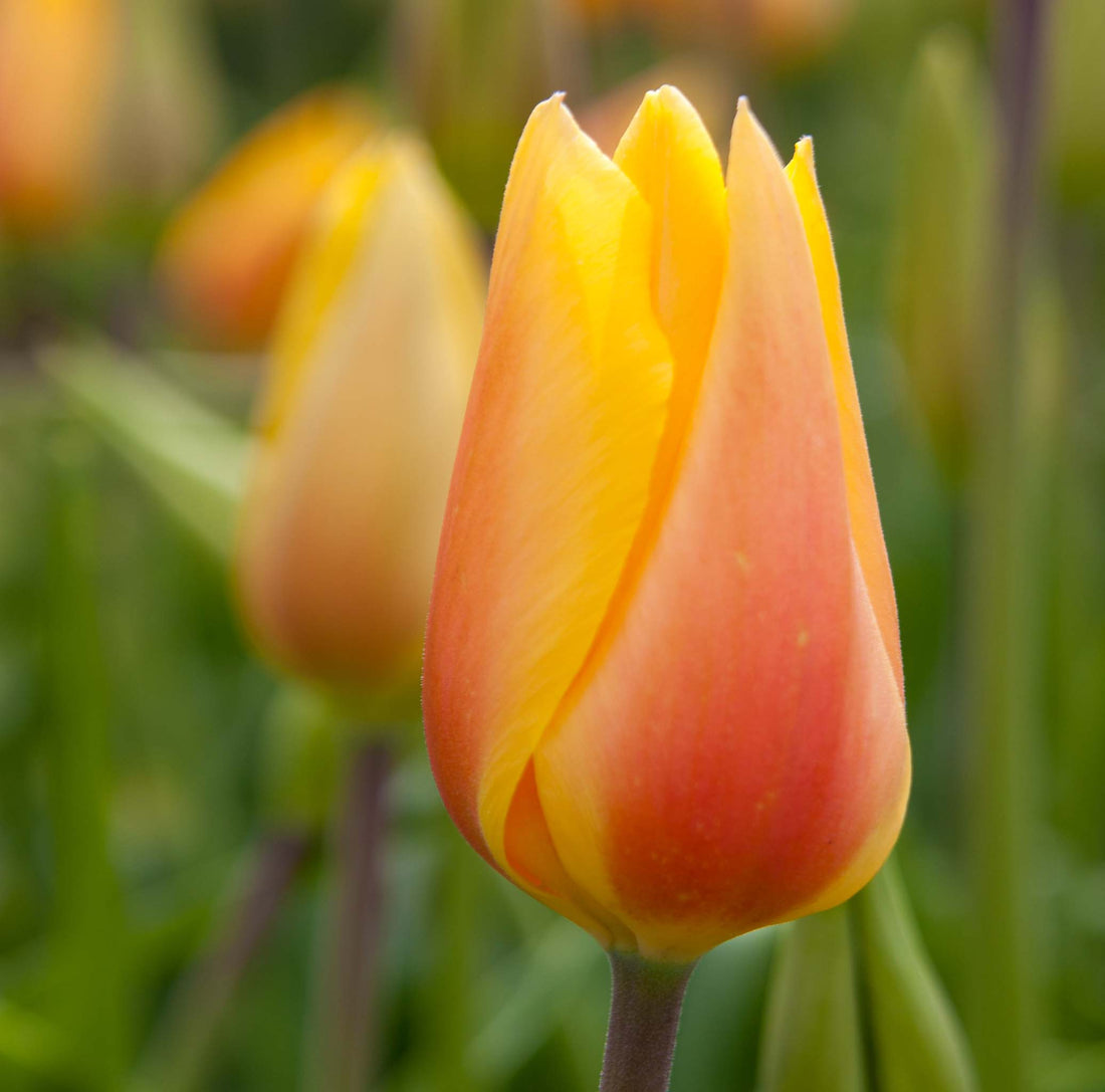 Tulip Single Late Blushing Lady