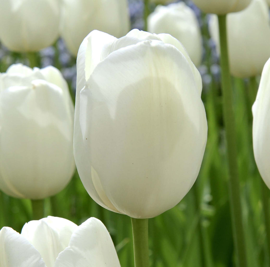 Tulip Darwin Hakuum