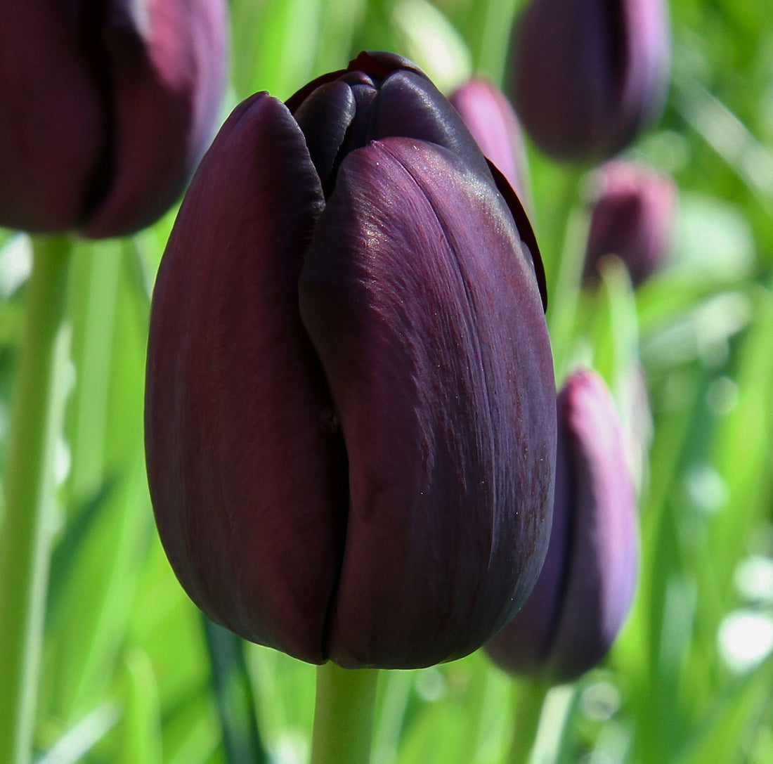 Tulip Single Late Queen ofNight