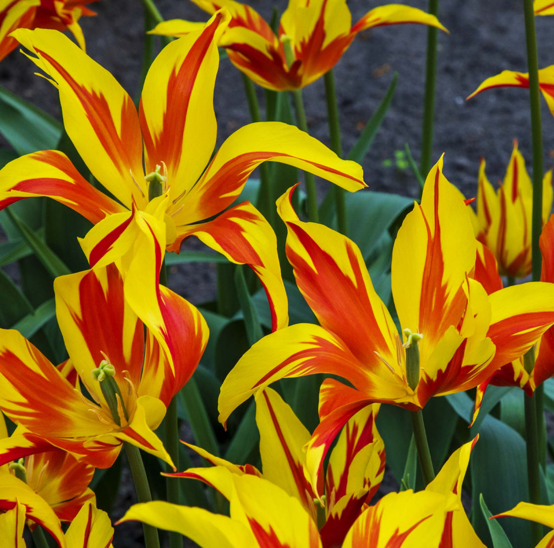Tulip Lily Fire Wings