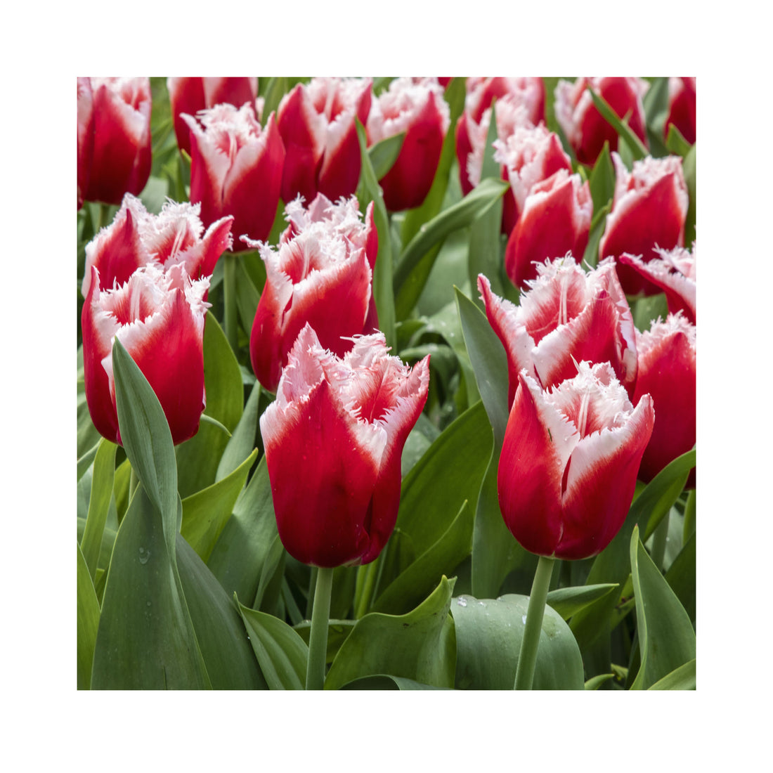 Tulip Fringed Canasta