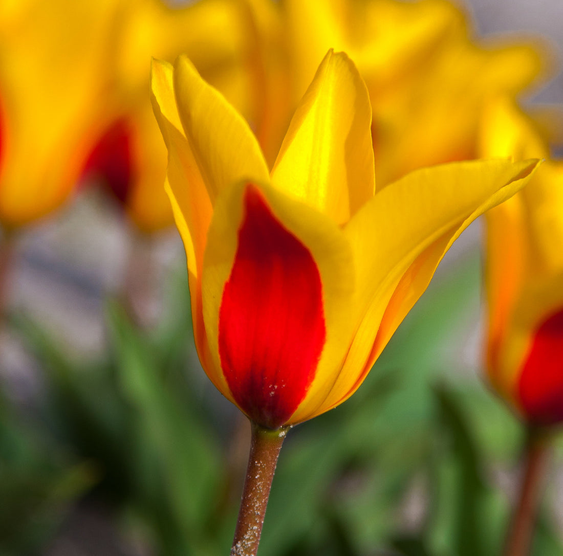 Tulip Kaufmanniana Goudstuk