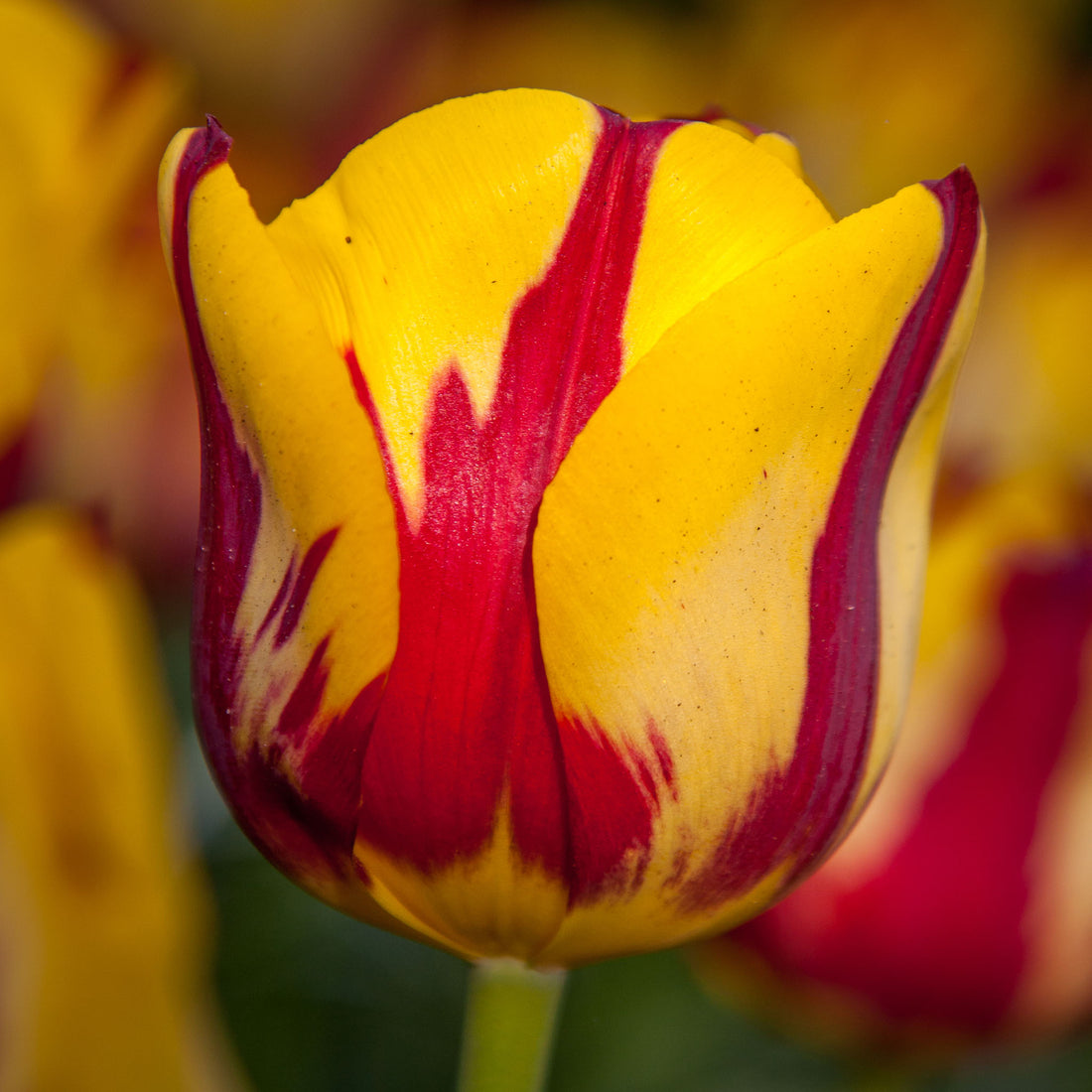 Tulip Triumph Helmar