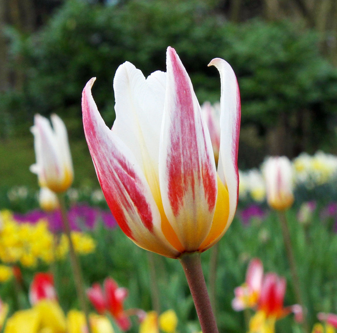 Tulip Kaufmanniana Ice Stick