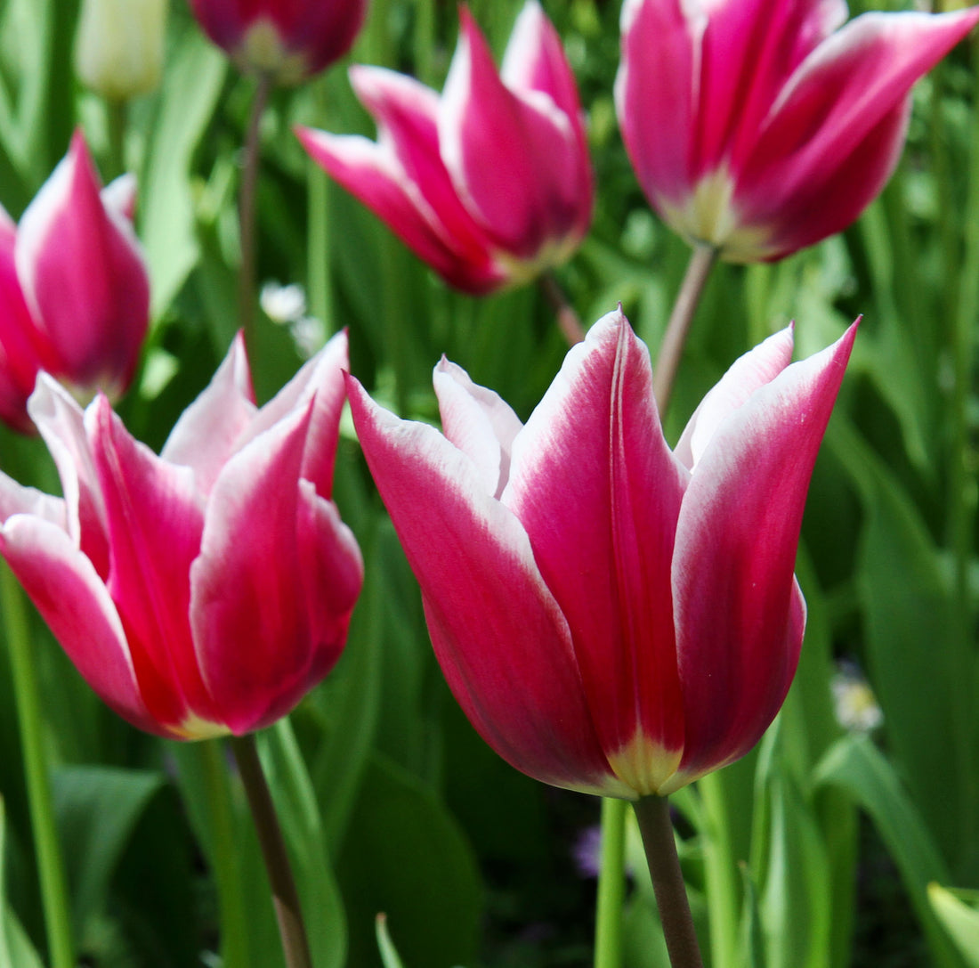 Tulip Lily Flowering Claudia