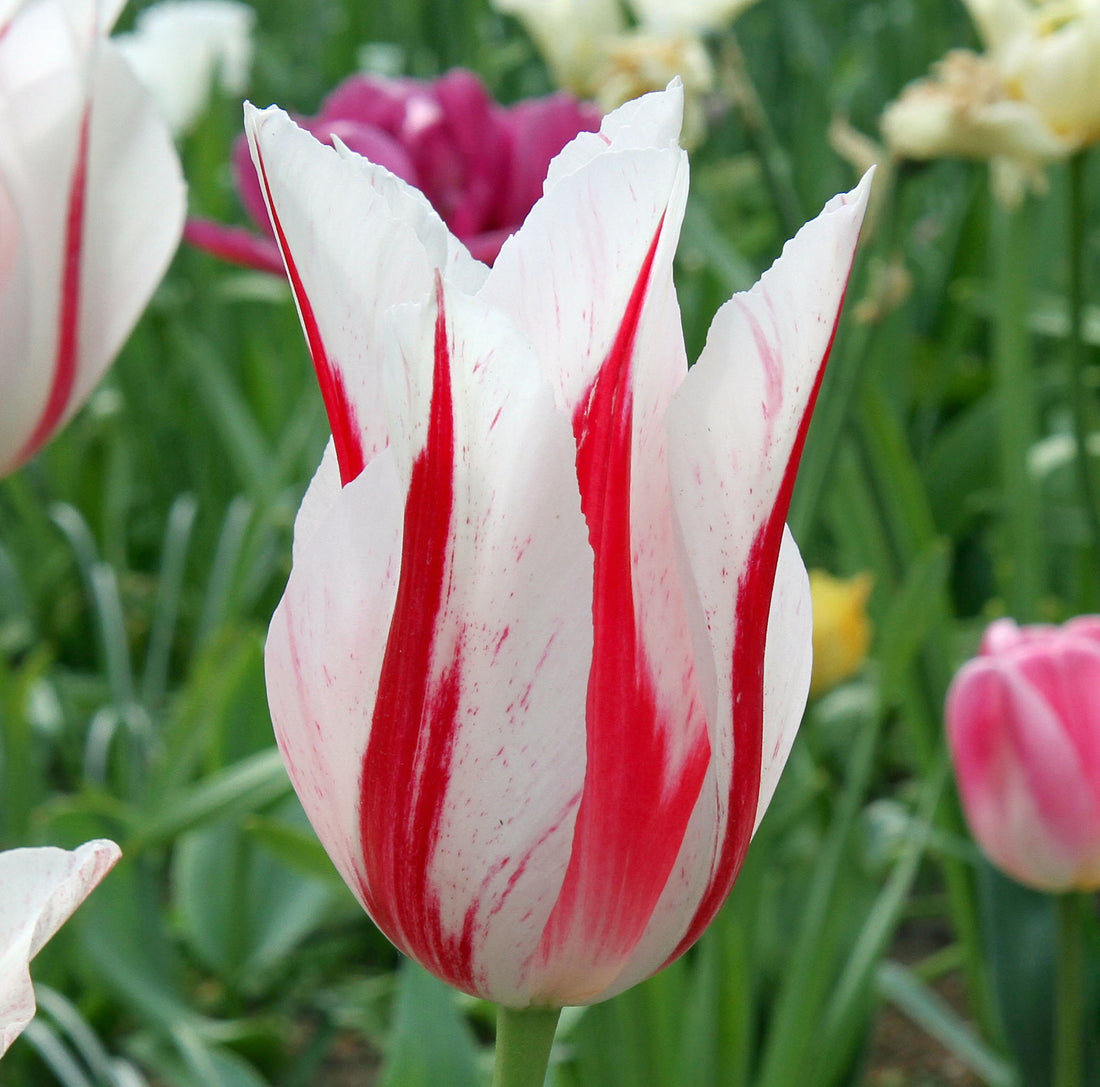 Tulip Lily flowering Marilyn