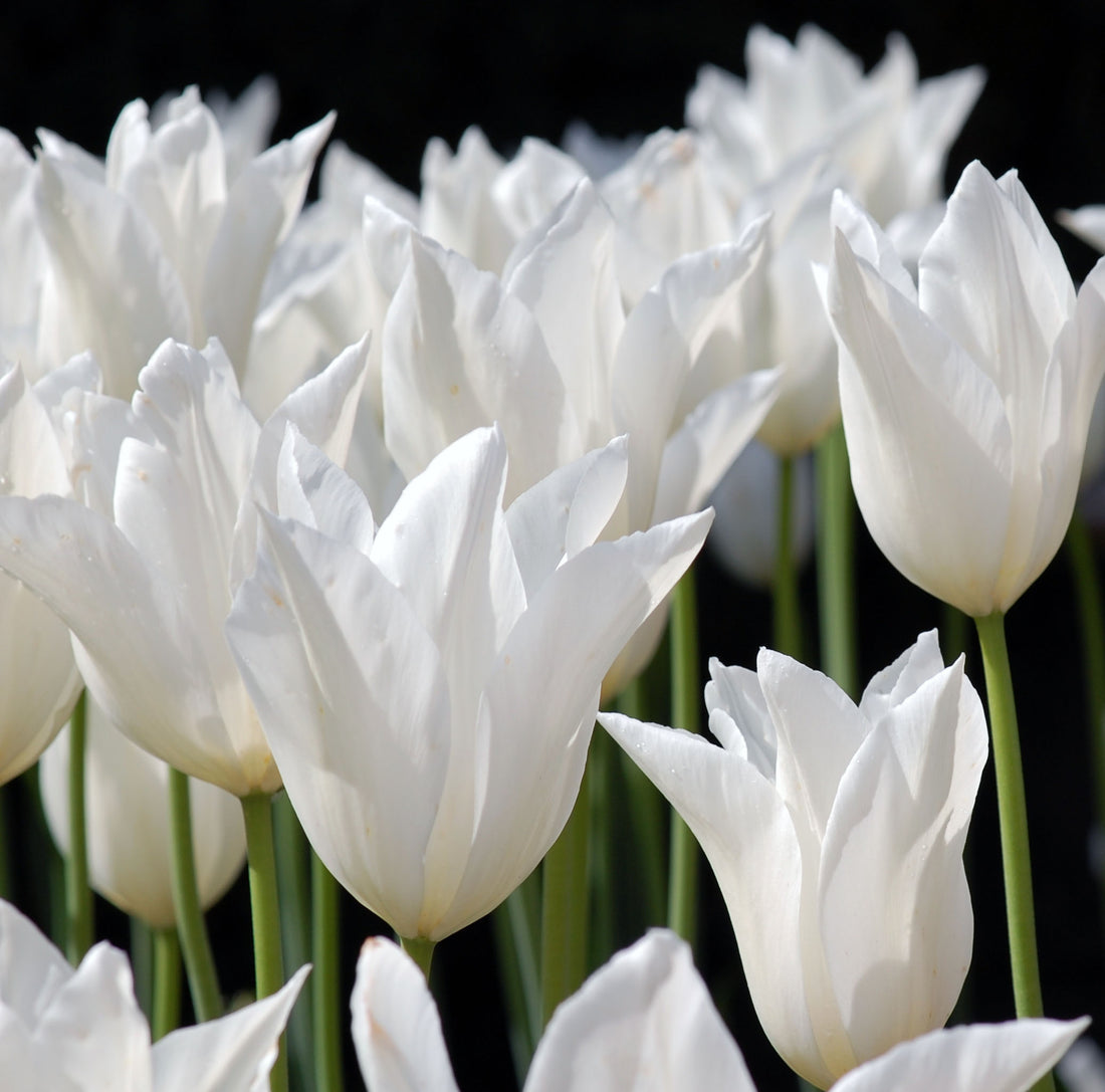 Tulip Lily White Triumphator