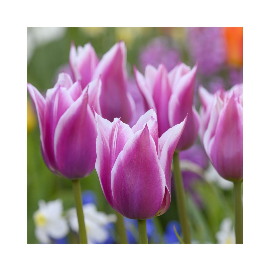 Tulip Lily Flowering Claudia