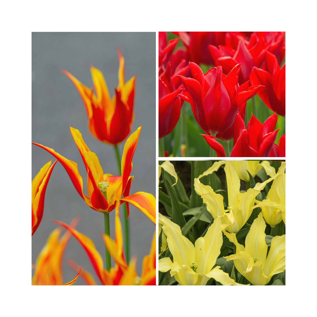 Tulip Lily Flowering Collection