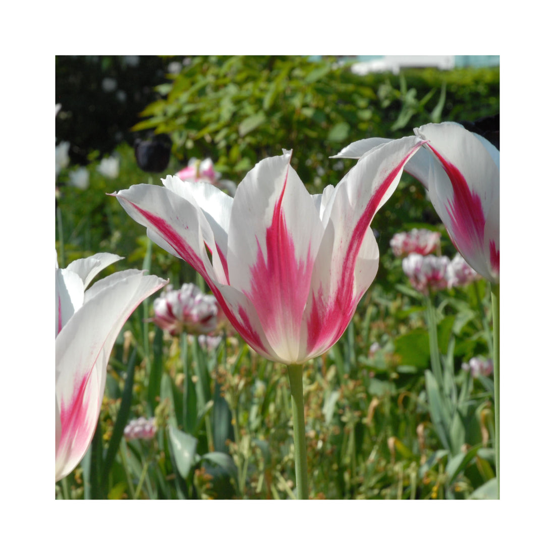 Tulip Lily flowering Marilyn