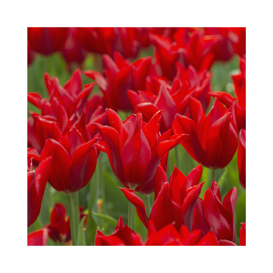 Tulip Lily Flowering Collection
