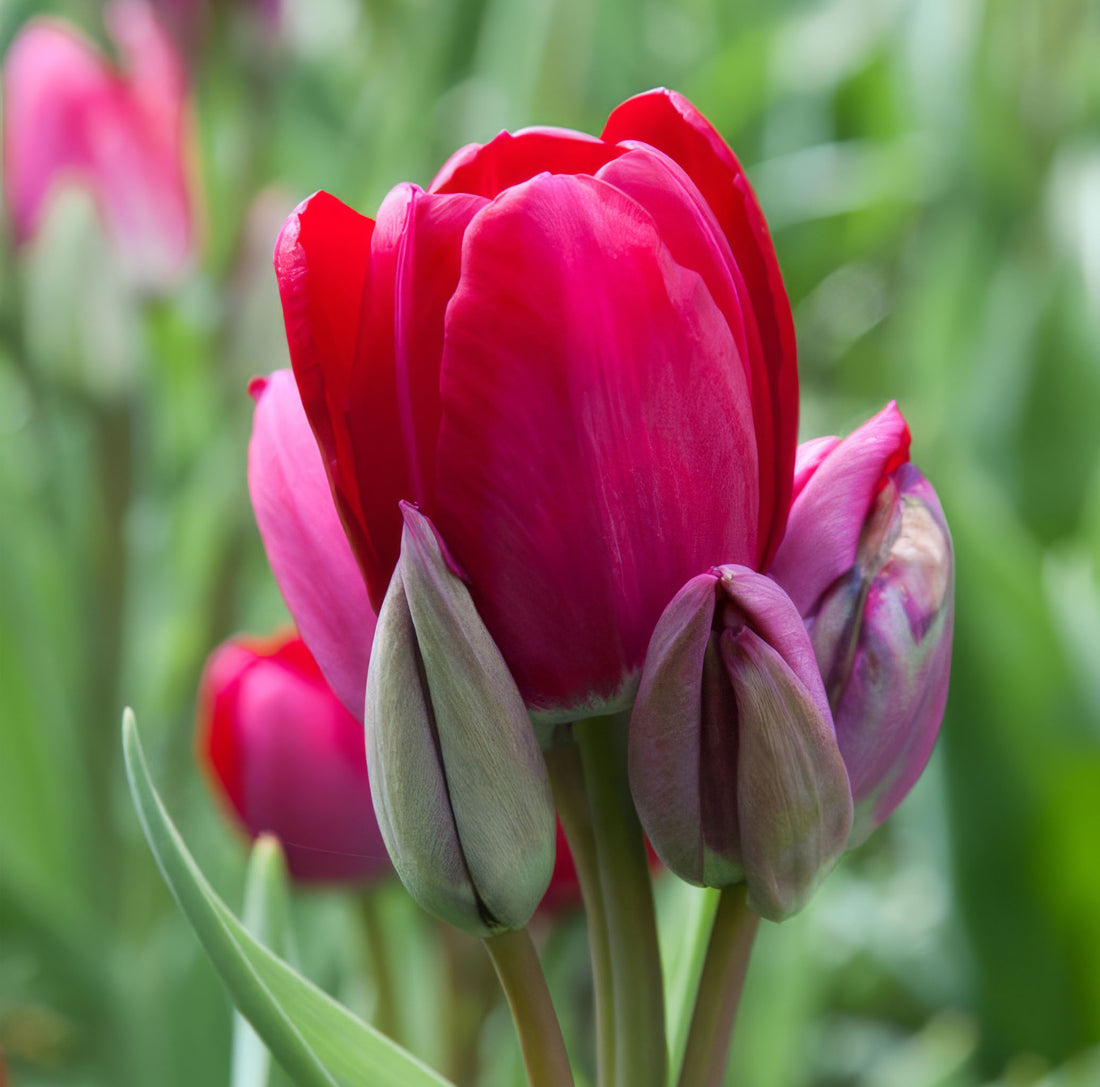 Tulip Multiflora Fiery Club