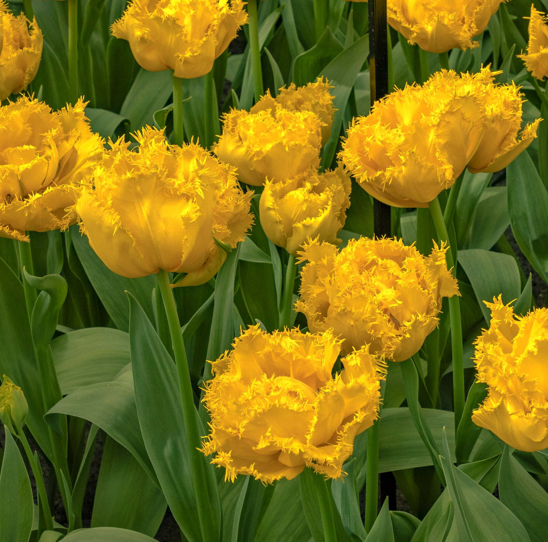 Tulip Double Early Mon Amour