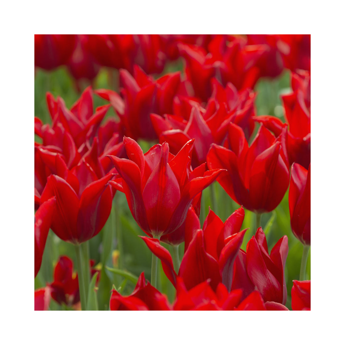 Tulip Multiflora Fiery Club