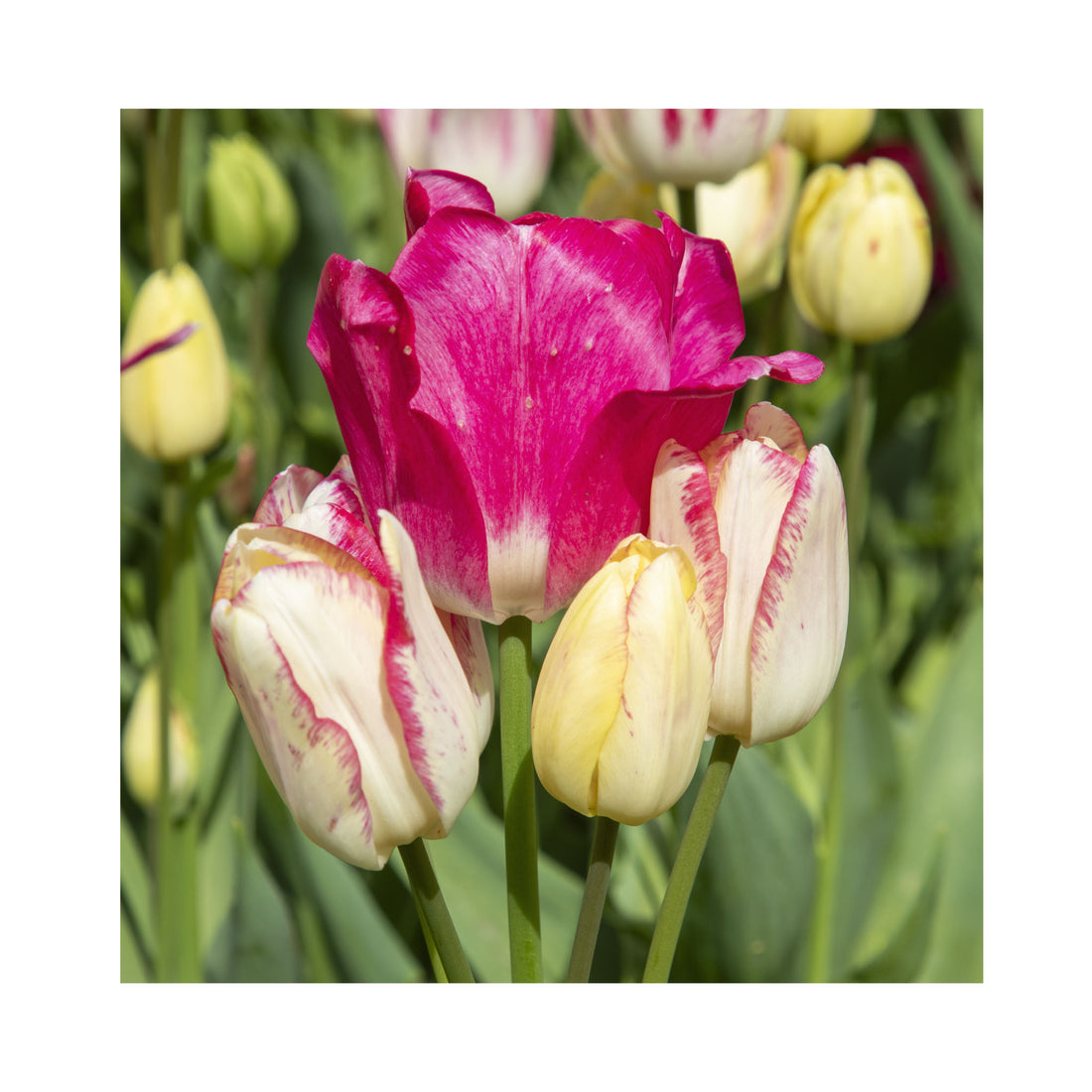 Tulip Multiflora Dream Club