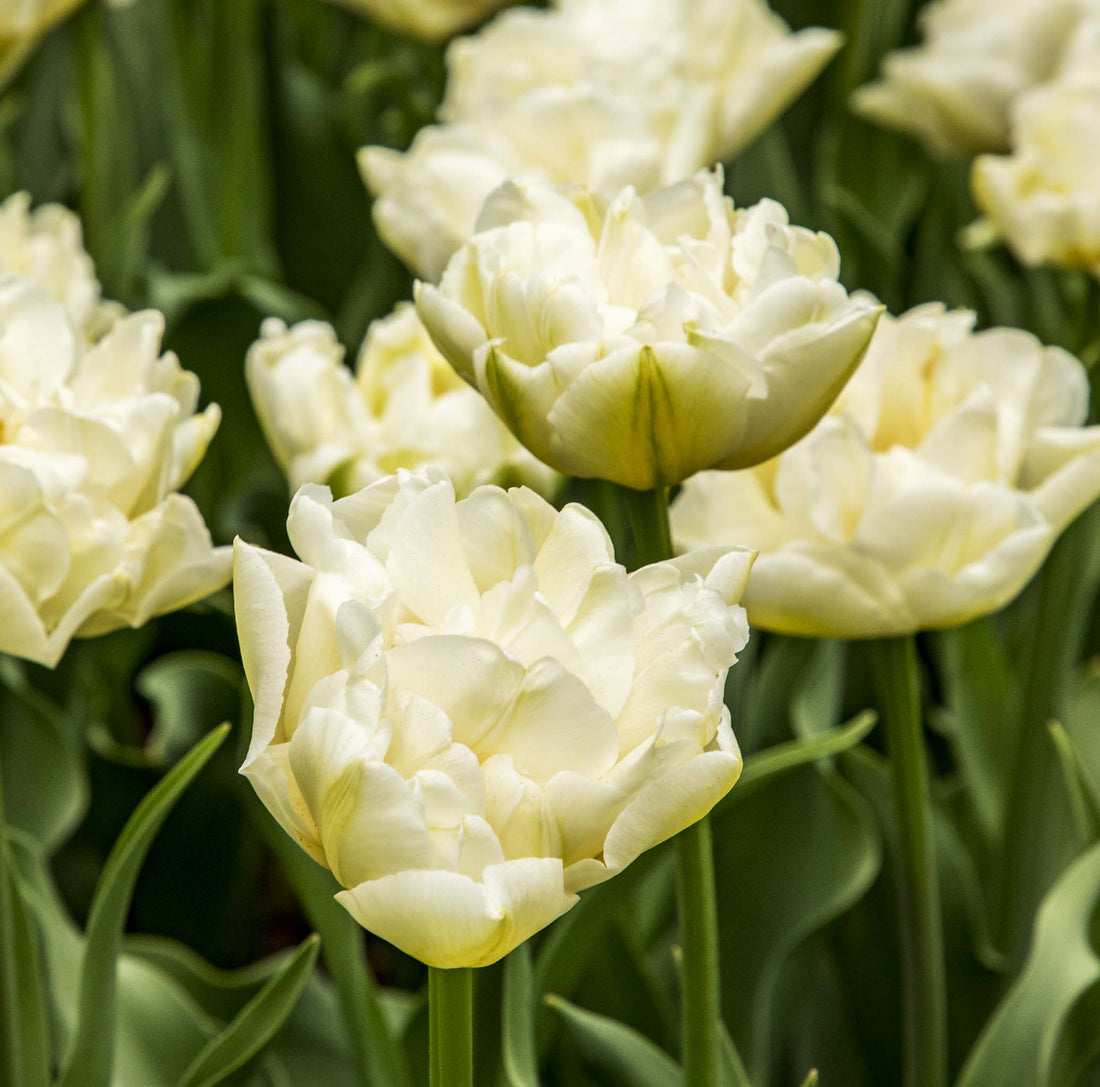 Tulip Double Early Northcap