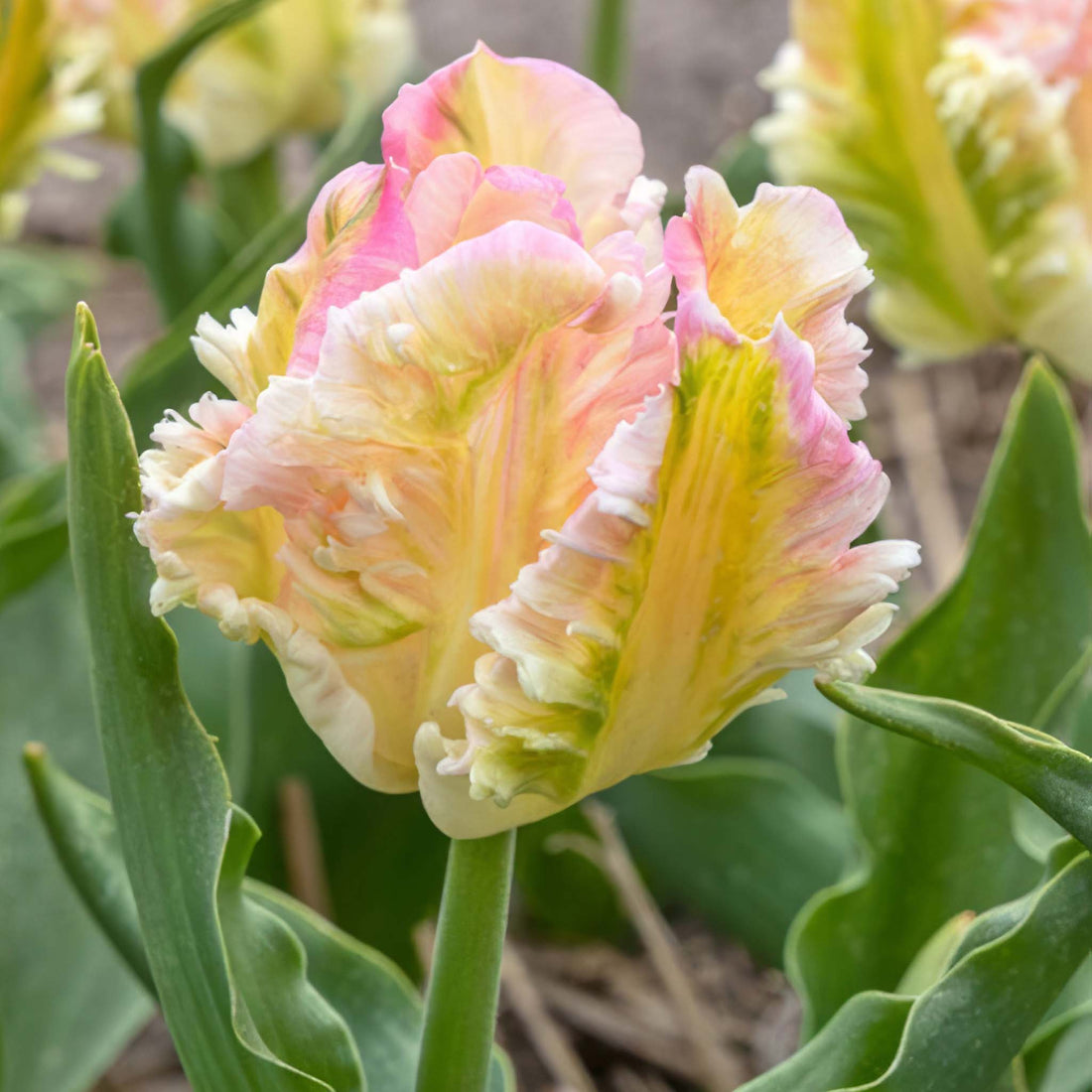 Tulip Parrot Cabanna