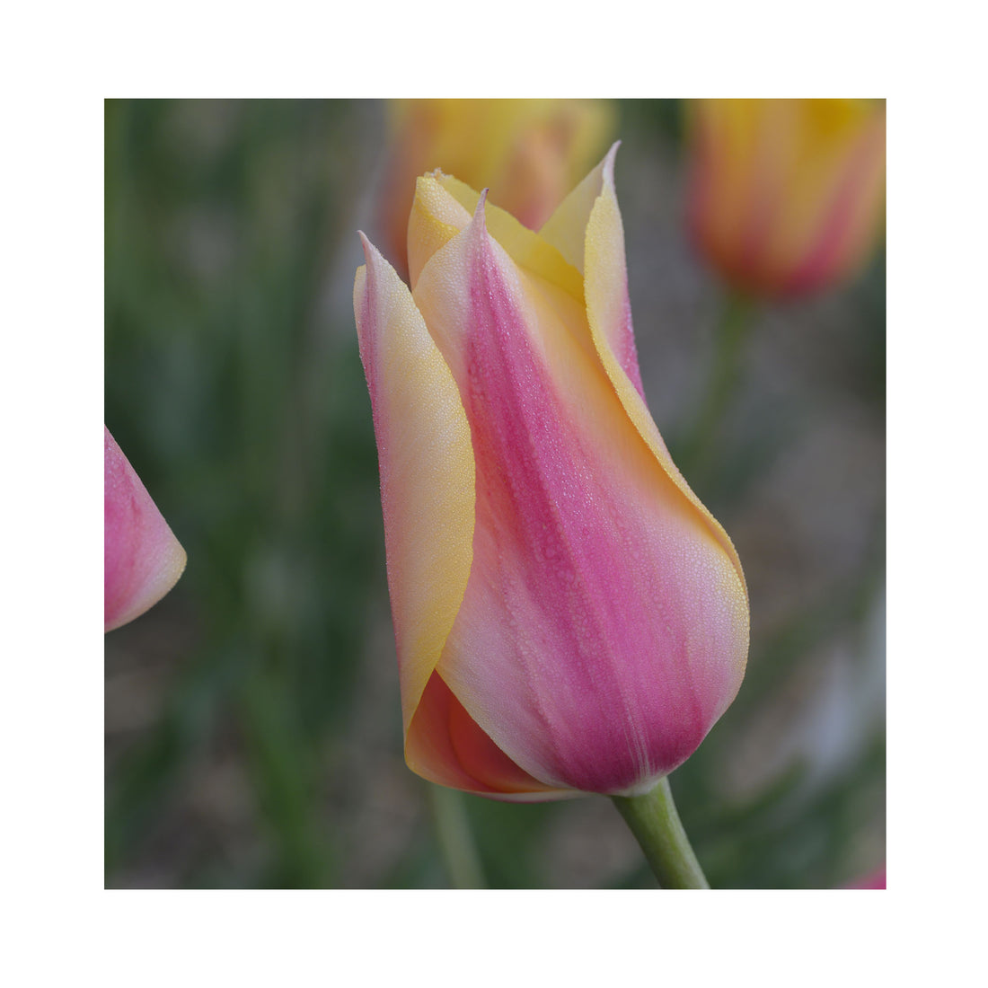 Tulip Single Late Blushing Lady