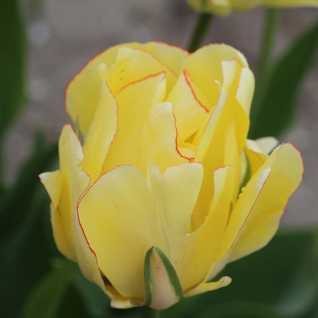 Tulip Double Late Akebono