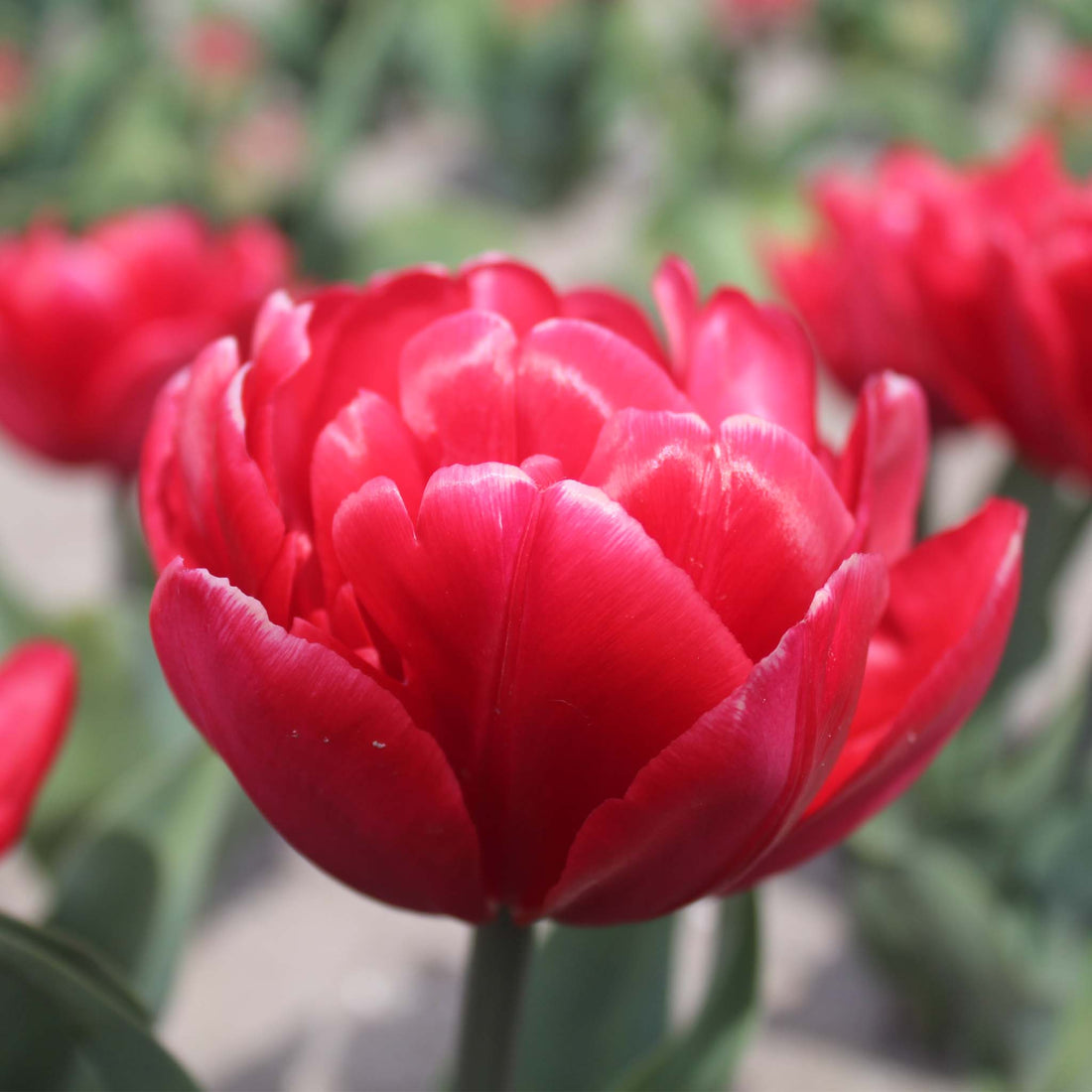 Tulip Double Early Red Foxtrot