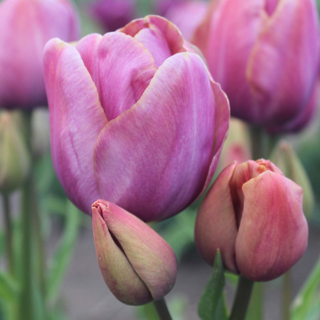 Tulip Multiflora Blue Heaven