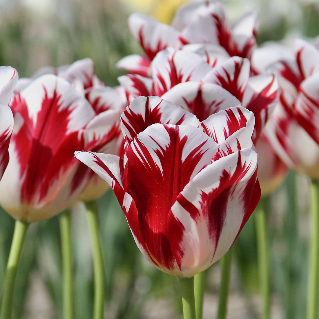 Tulip Triumph Grand Perfection