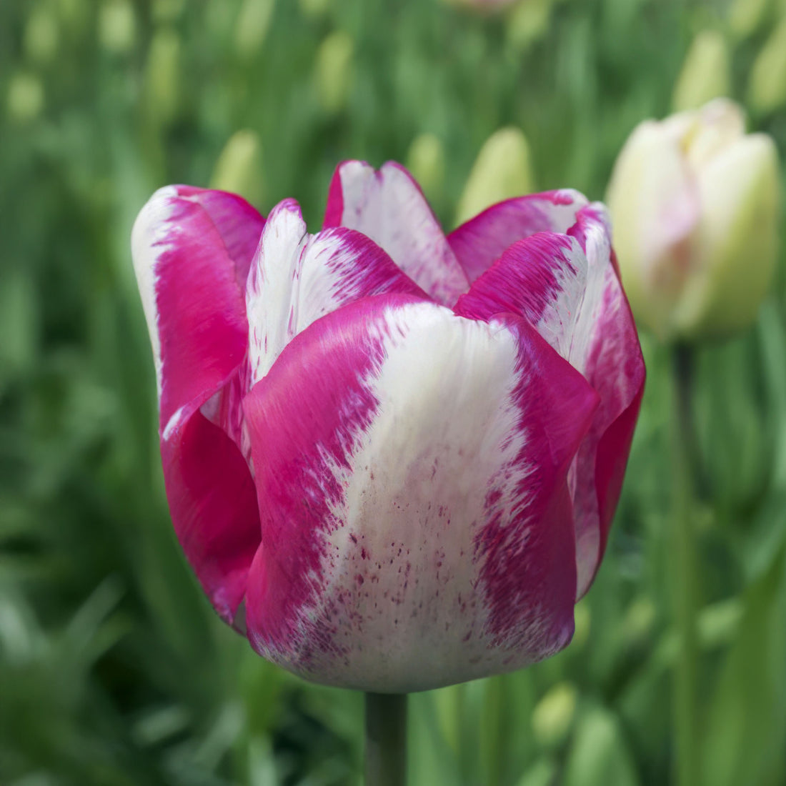 Tulip Triumph Mata Hari