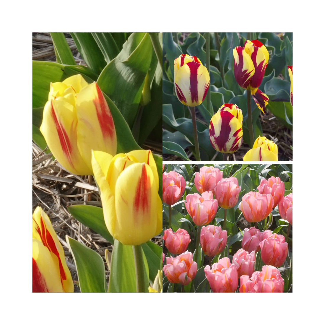 Tulip Triumph Collection