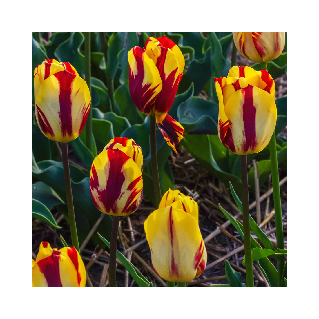 Tulip Triumph Helmar